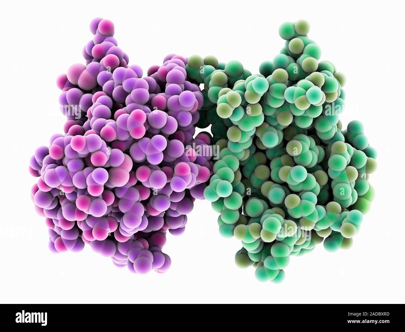 Fungal toxin KP4 from corn smut fungus. Computer model showing the