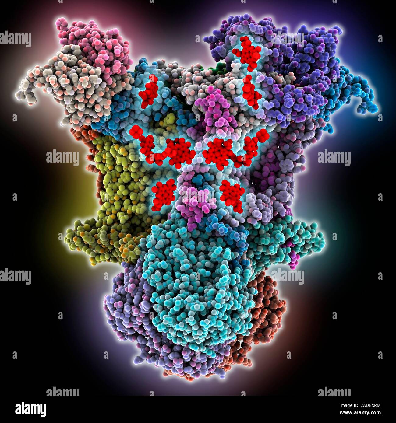 Cytochrome bc1 cytochrome c complex. Computer model showing the ...