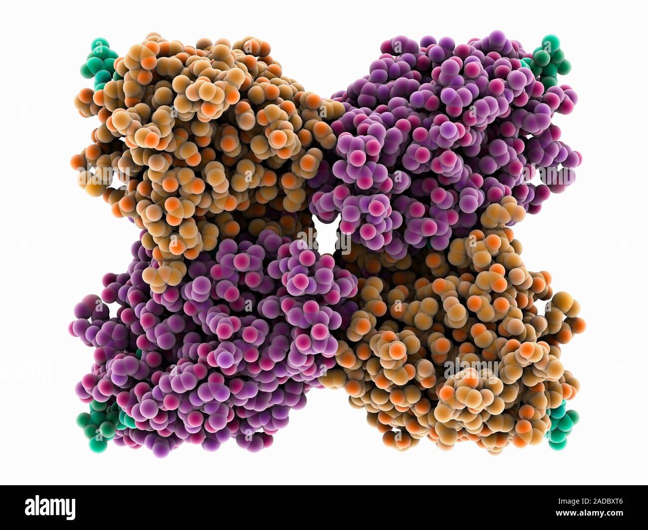 Lectin molecule. Computer model showing a seed lectin (orange, purple ...