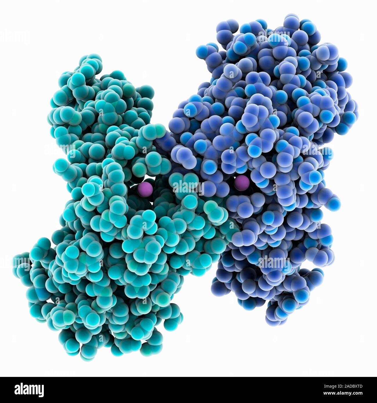 Manganese superoxide dismutase. Computer model showing the structure of human manganese