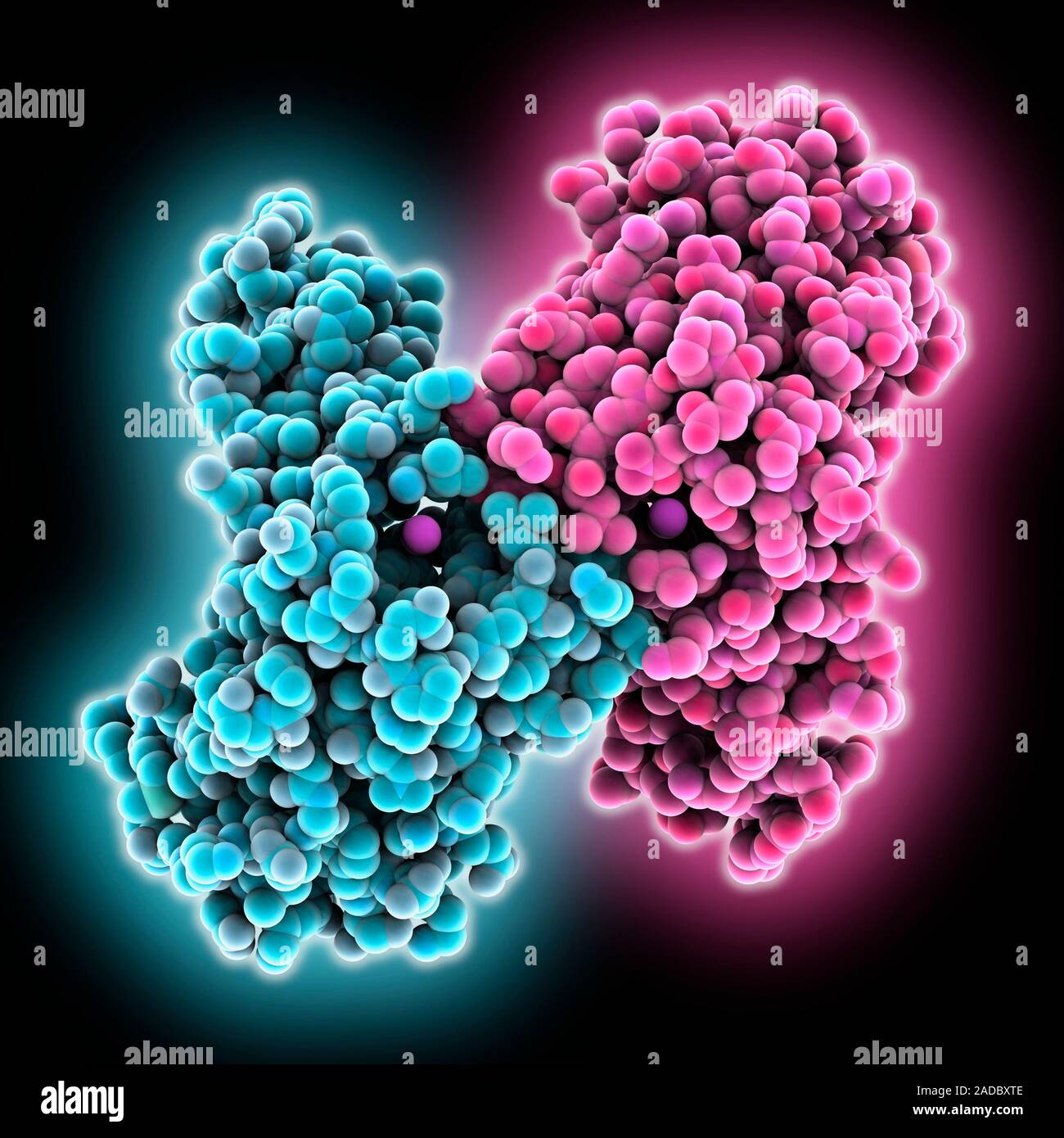 Manganese superoxide dismutase. Computer model showing the structure of human manganese