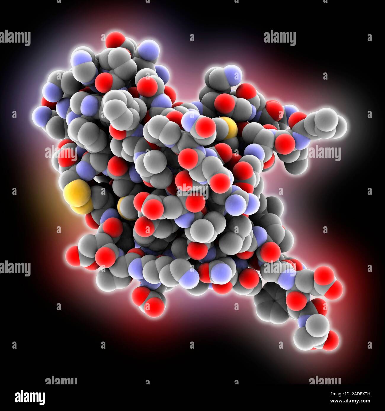 Amyloid beta precursor protein fragment. Computer model showing the ...
