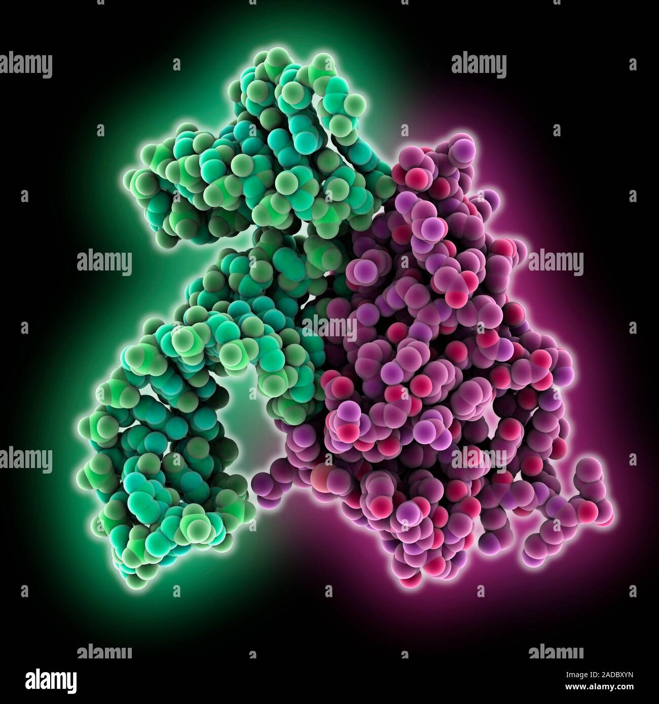 Transfermessenger RNA (ribonucleic acid) SmpB complex. Computer model