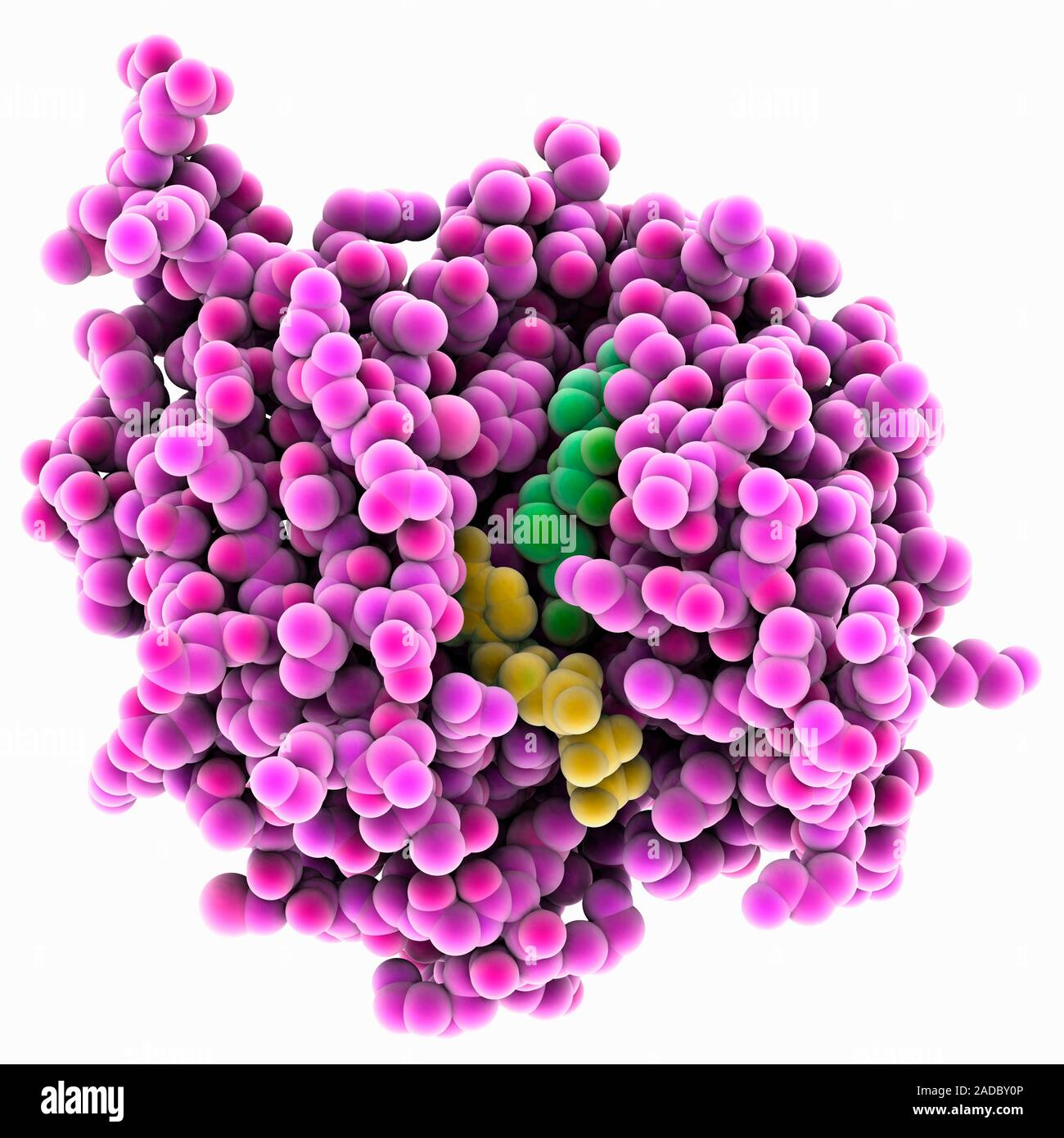 Mran Capping Complex Messenger-RNA capping methyltransferase. Computer model showing the ...