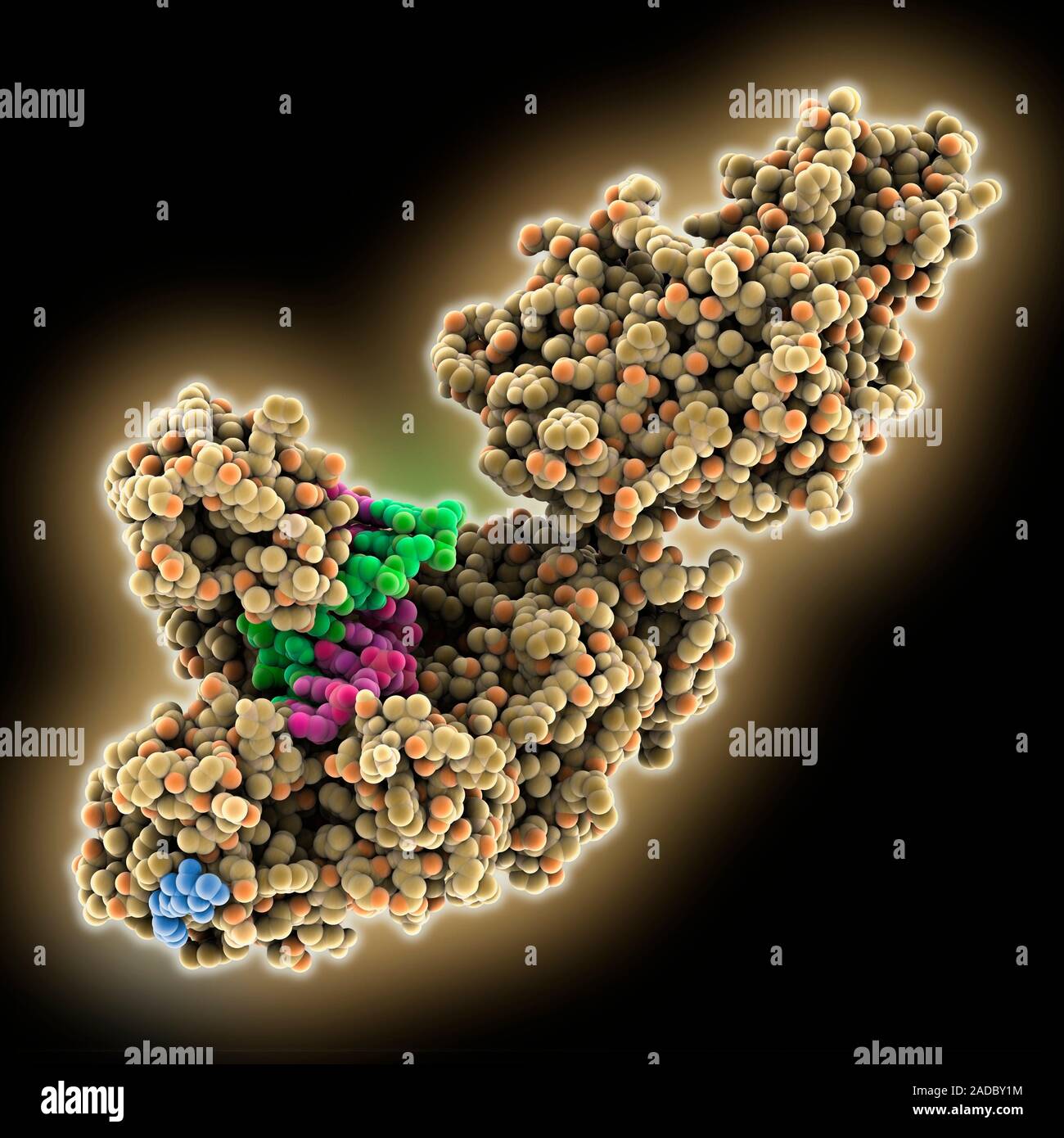 Taq DNA (deoxyribonucleic acid) polymerase complex. Computer model