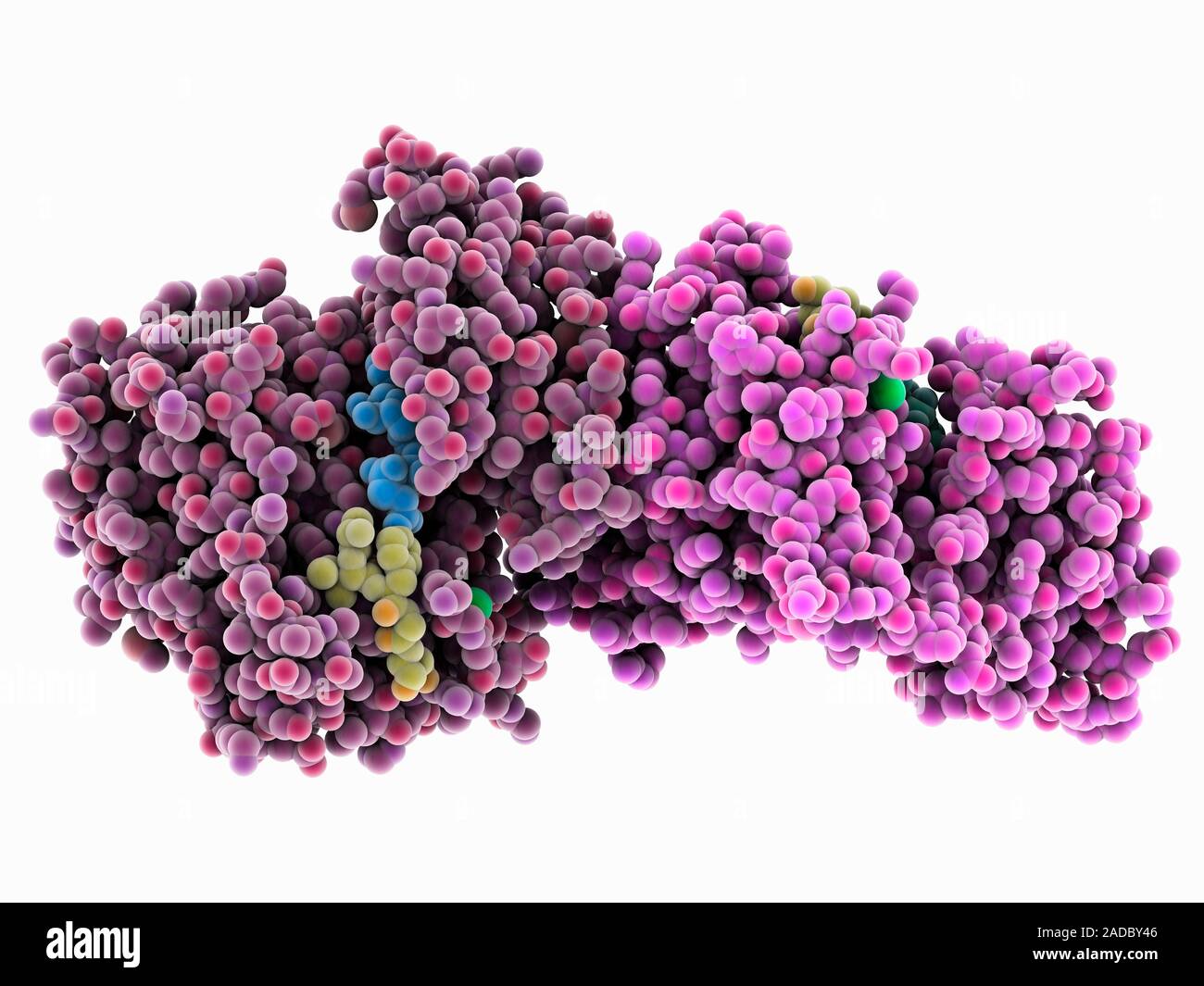 Epidermal growth factor receptor complex. Computer model showing the ...