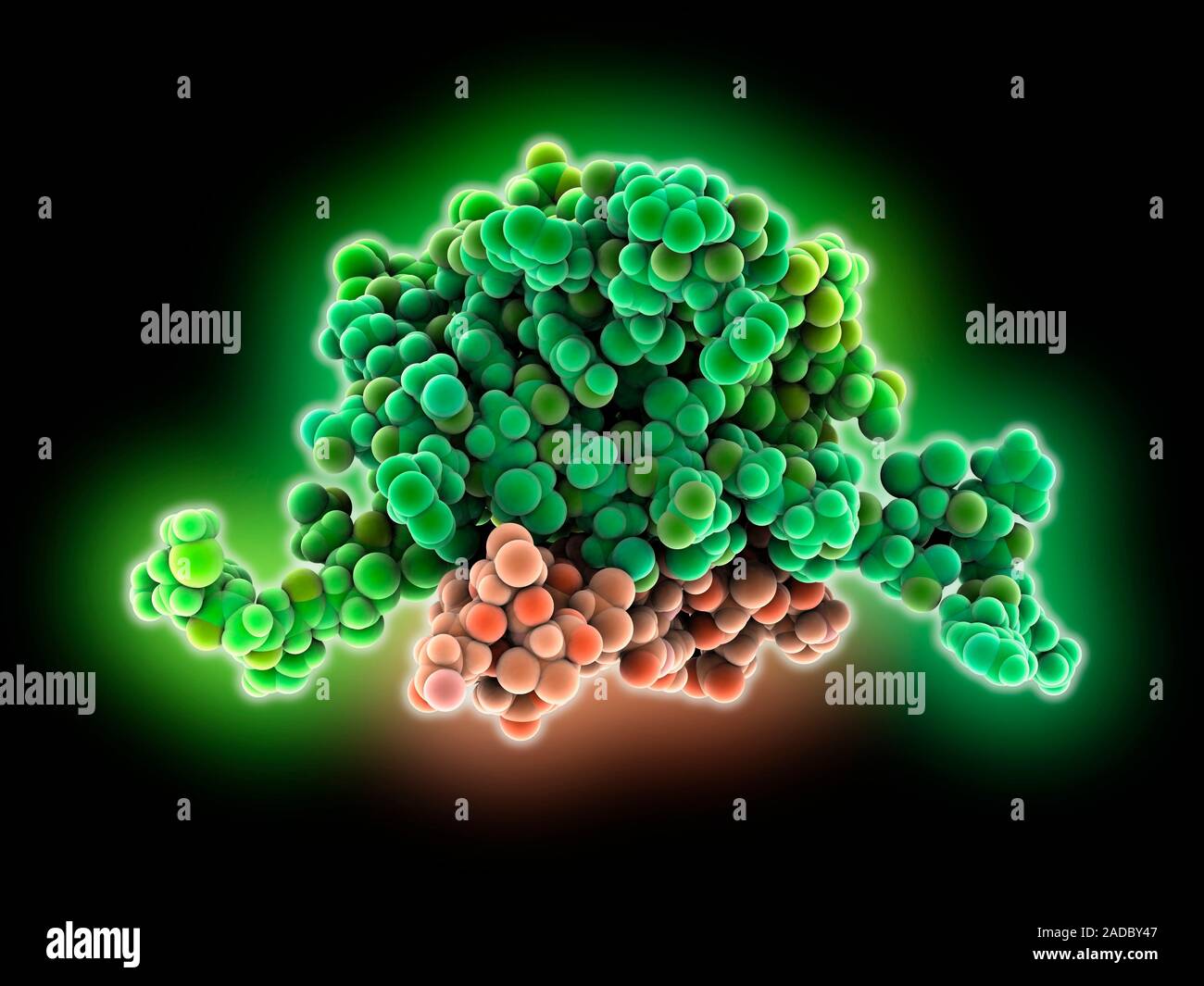 cAMP-dependent protein kinase complex. Computer model showing the ...