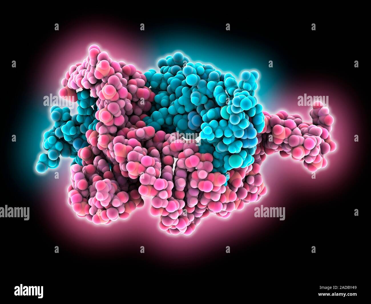 Transcription factor IIIA zinc finger protein complexed with ribosomal RNA. Computer model