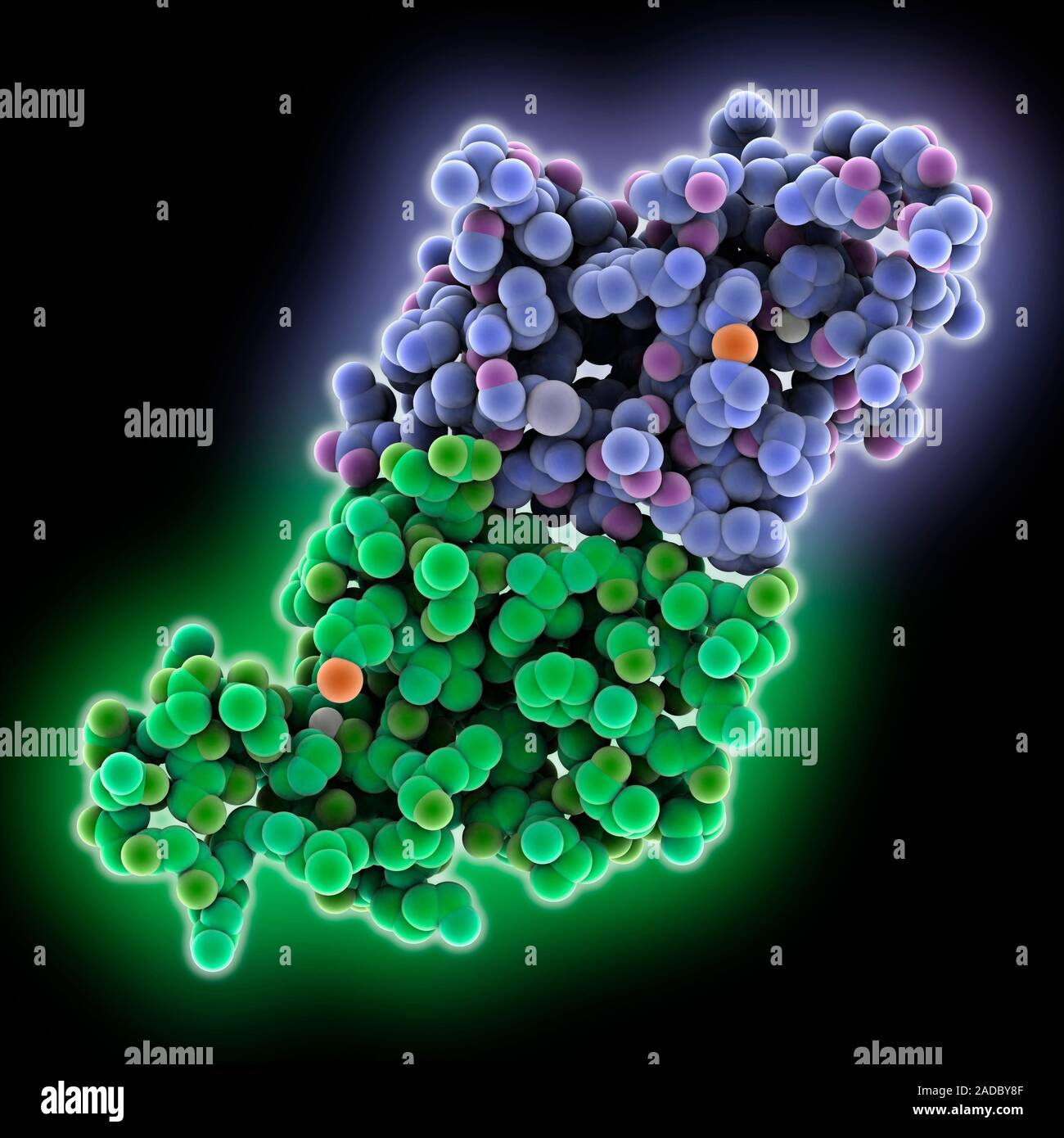 Superoxide dismutase SOD molecule. Computer model showing the structure