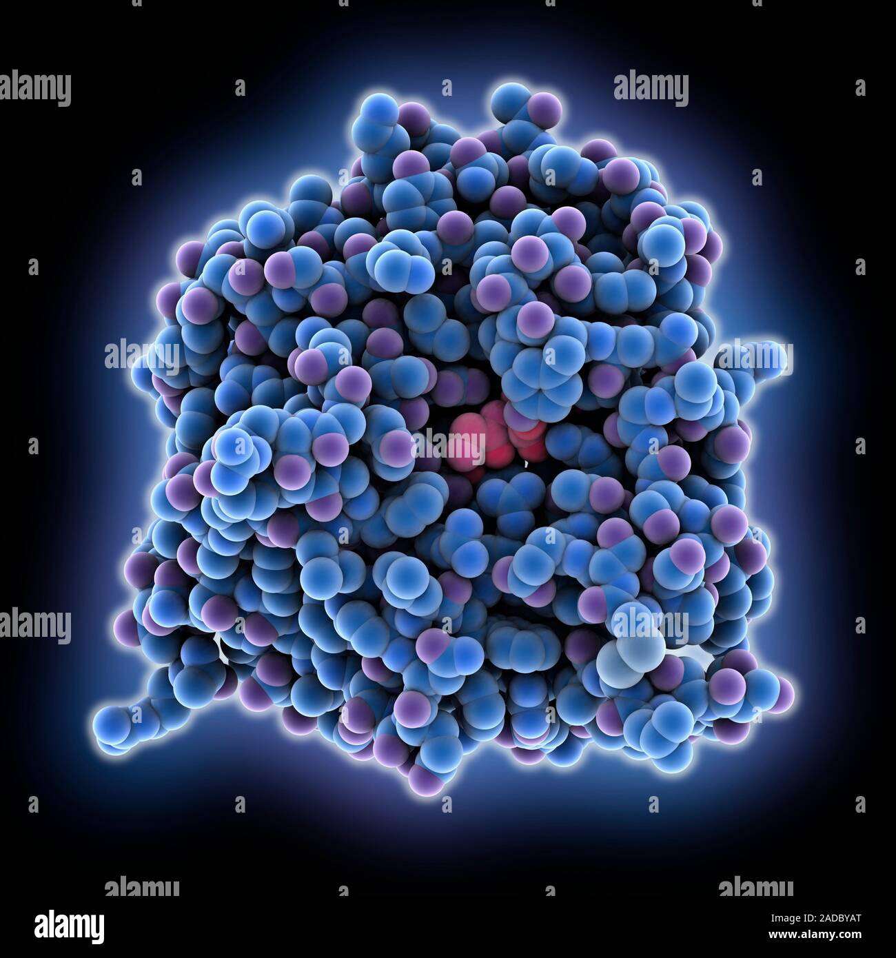 Bovine carboxypeptidase A molecule. Computer model showing the protein ...