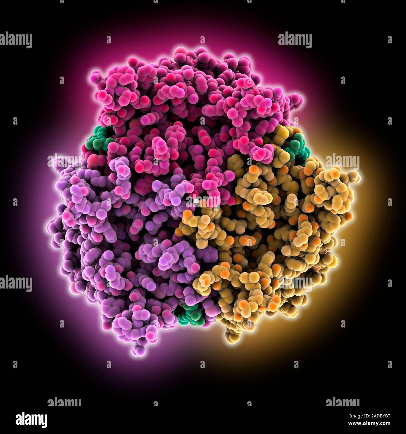 Trimeric Complex Human Rhesus glycoprotein RhCG. Computer model showing the structure of ...