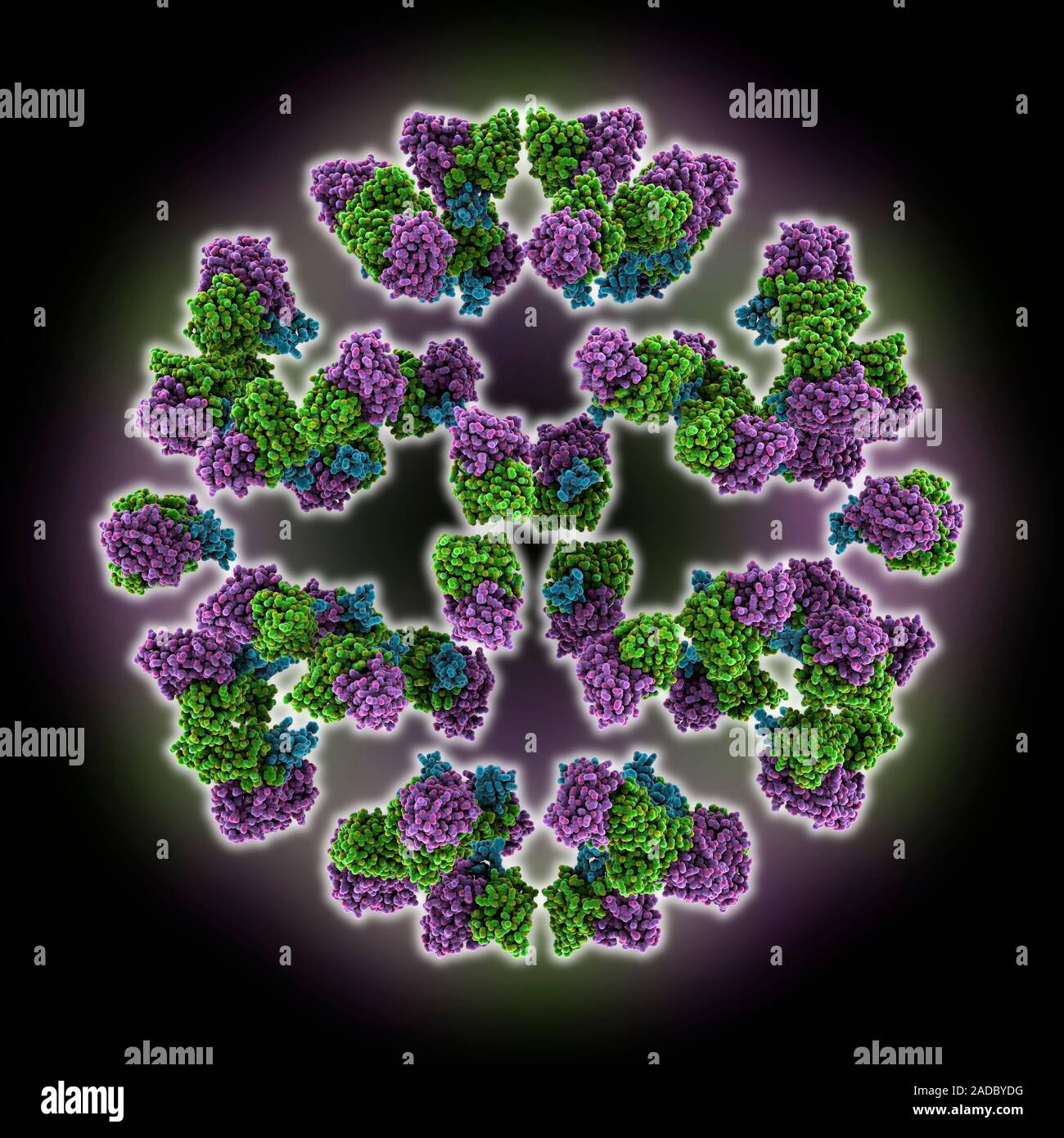 Human enterovirus 71 complexed with antibody D5. Computer model showing ...
