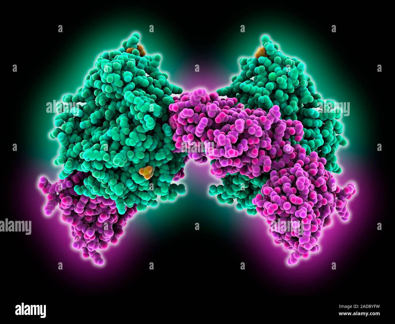 cAMPdependent protein kinase. Computer model showing the structure of