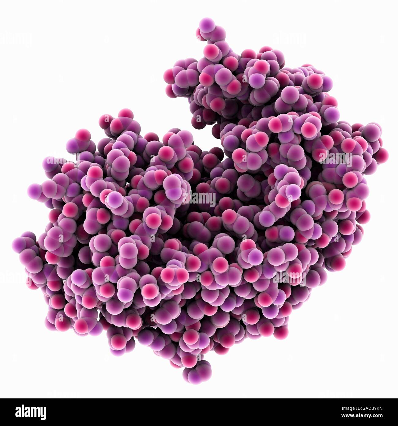 Bovine chymosin molecule. Computer model showing the structure of