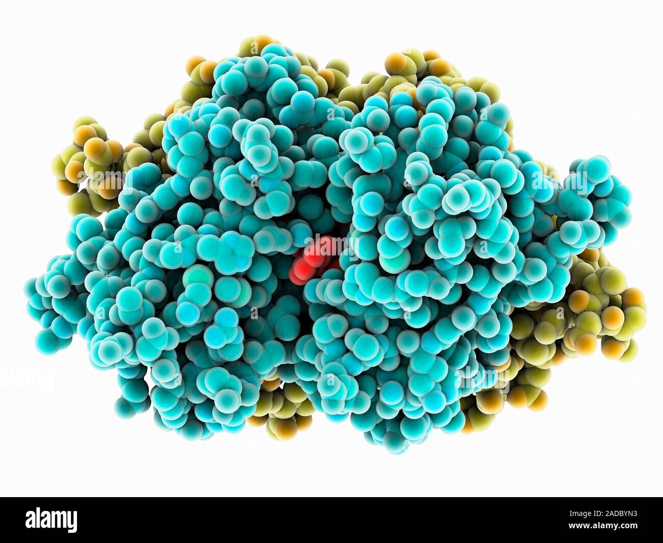 Human transthyretin complexed with sulindac. Computer model showing the ...