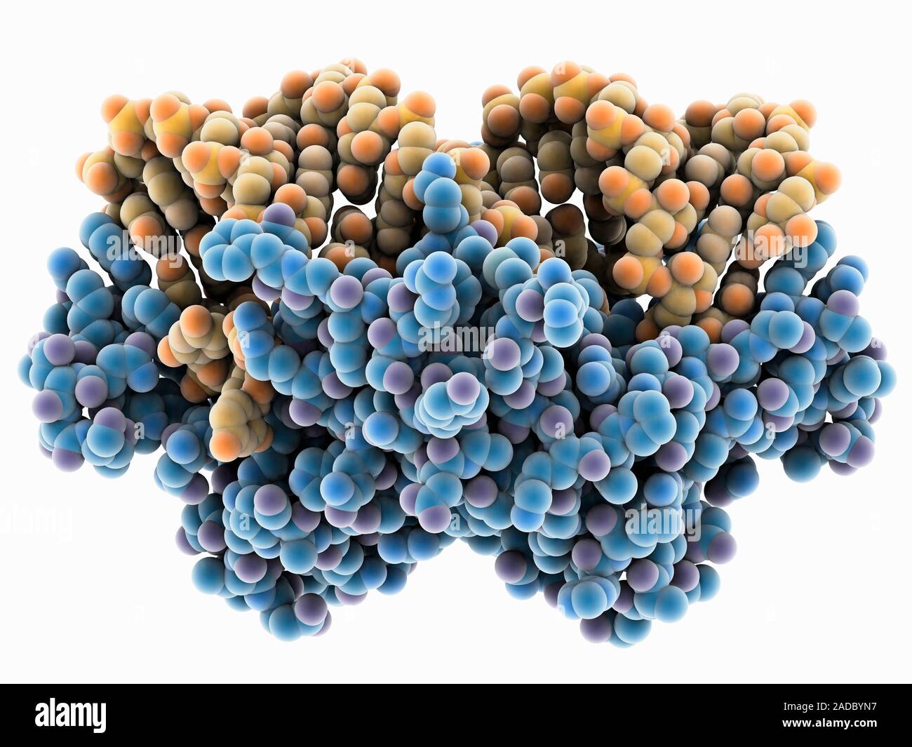 Doublehelical RNA (ribonucleic acid) silencing complex. Computer model showing the structure of