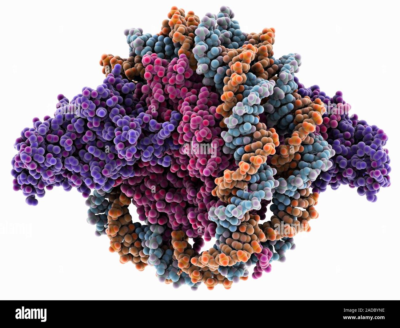 Nucleosome complexed with regulatory protein SIR3. Computer model ...