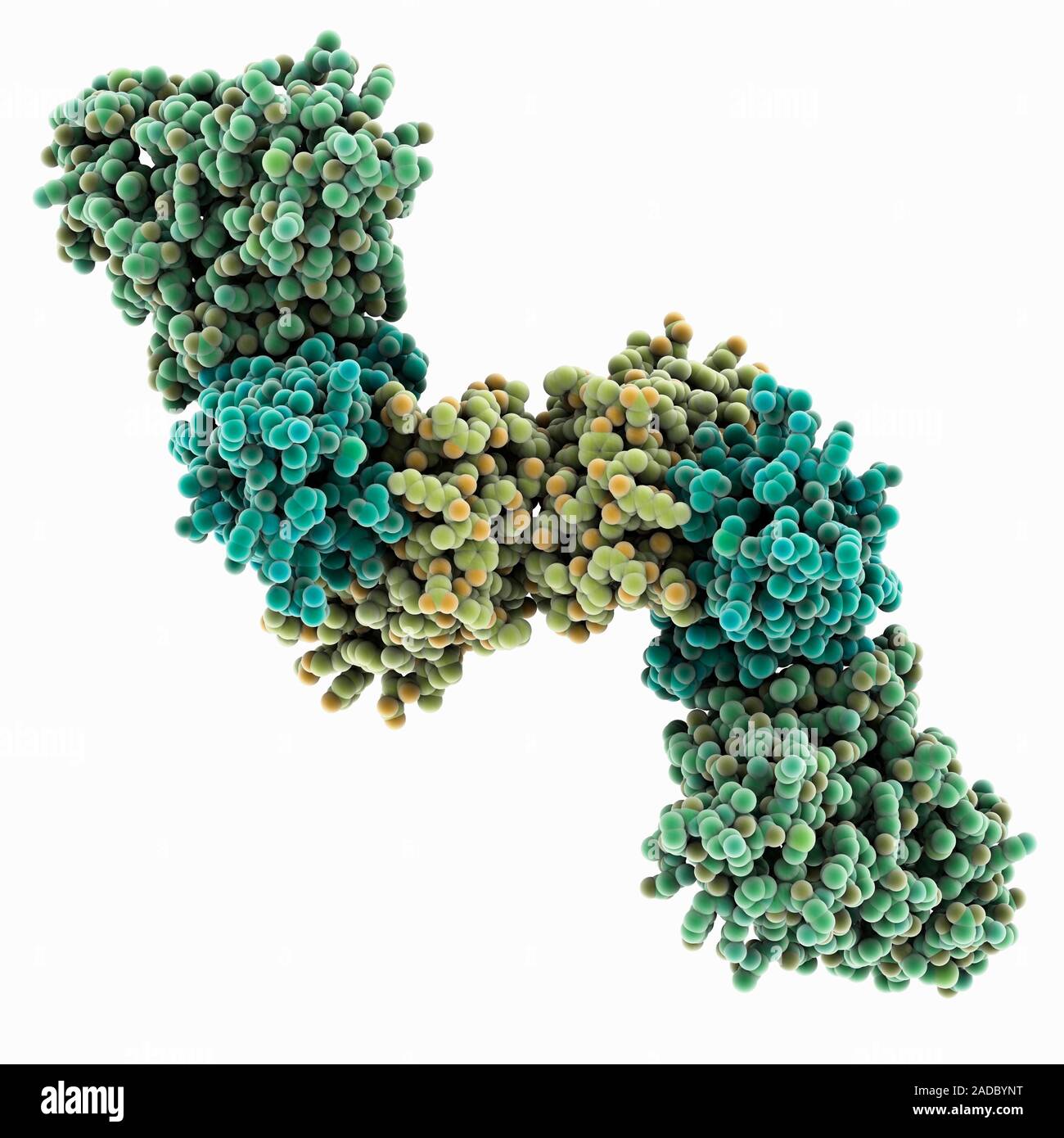Ebola virus VP40 matrix protein. Computer model showing the hexameric ...