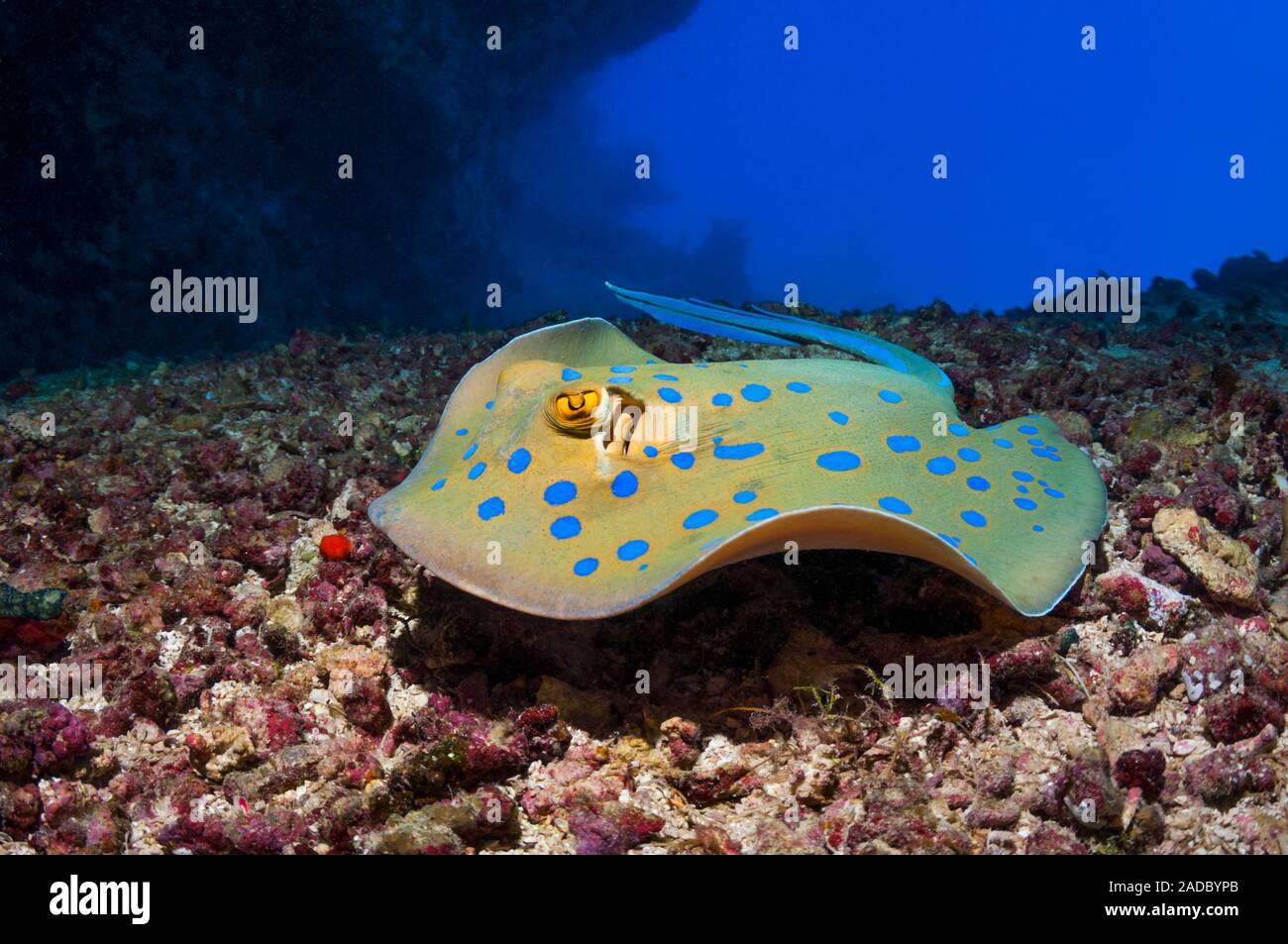 Bluespotted ribbon ray (Taeniura lymma). Photographed off the coast of ...