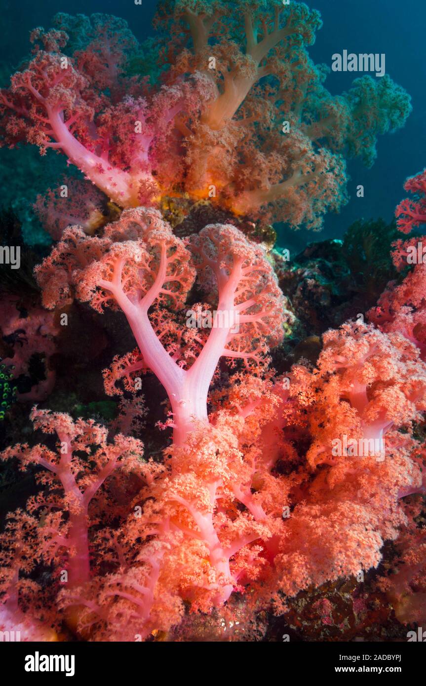 Dendronephthya Soft Coral. Photographed Off The Island Of Malapascua In ...