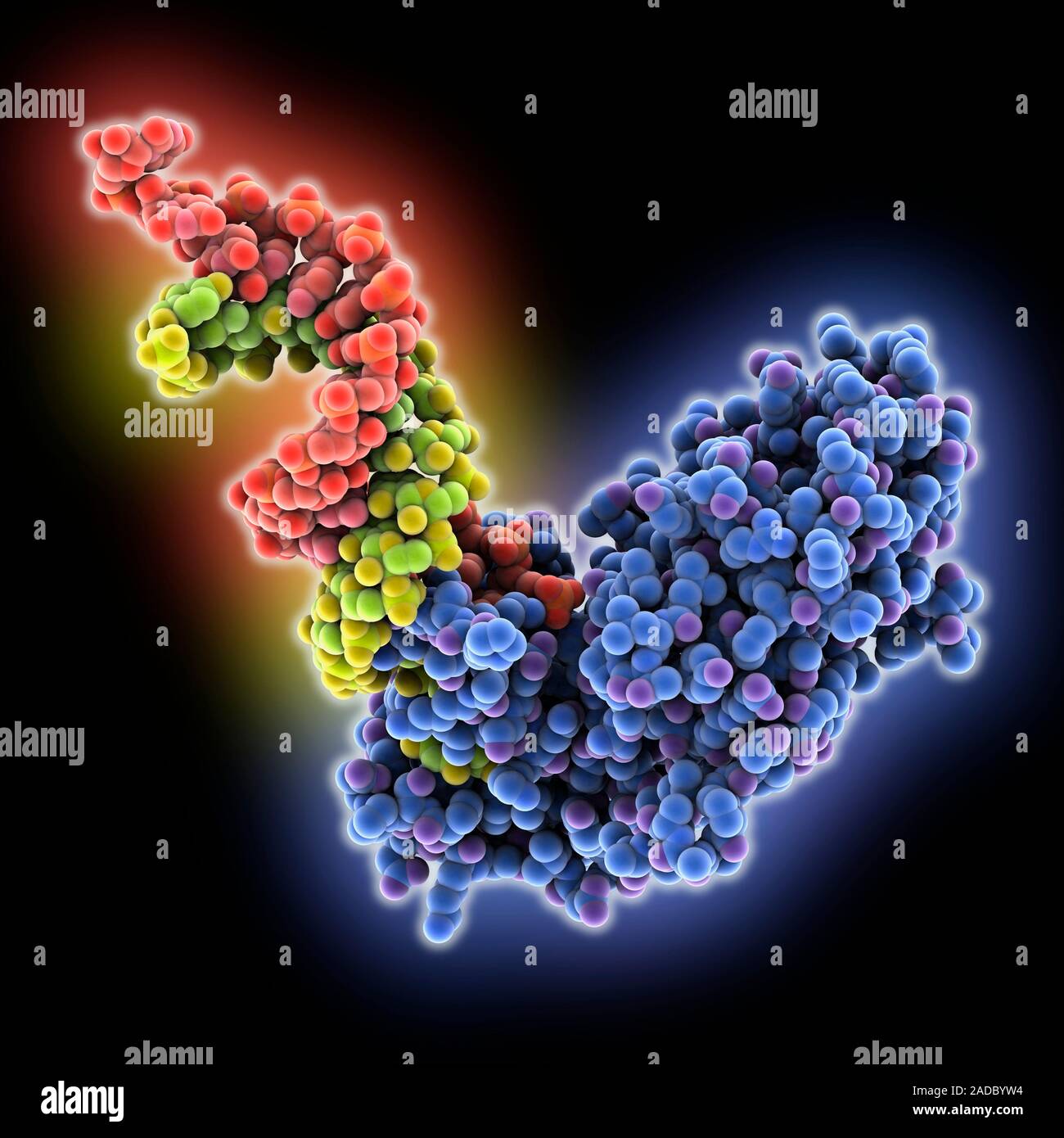 Endoribonuclease Dicer siRNA (small interfering ribonucleic acid ...
