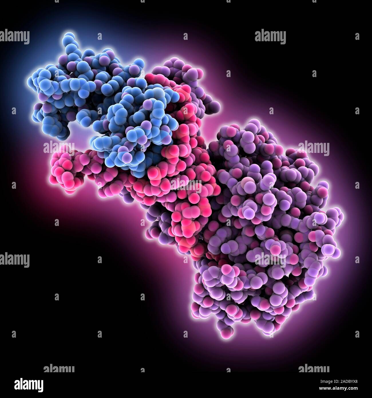 mRNA (messenger ribonucleic acid) stemloopbinding protein complex