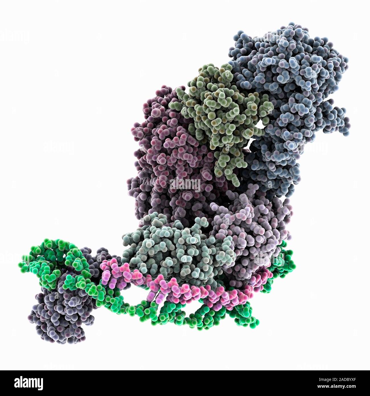 CRISPR RNA-guided surveillance complex. Computer model showing a CRISPR ...