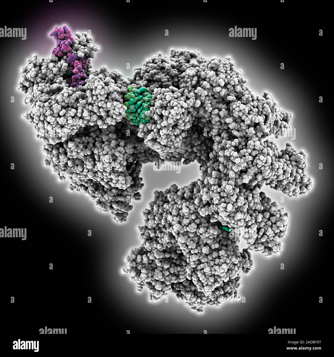 CRISPR RNA-guided surveillance complex. Computer model showing CRISPR ...