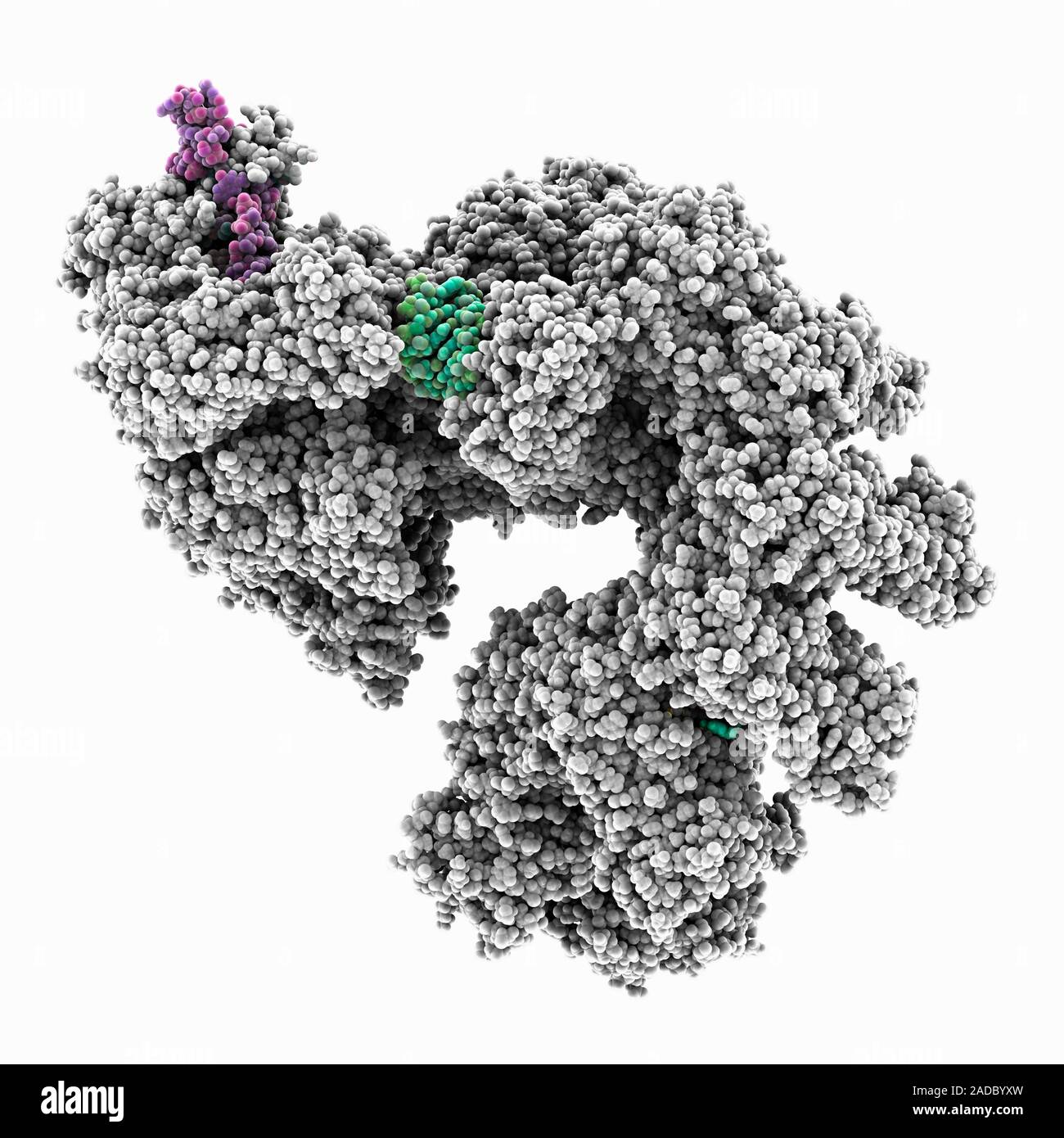 CRISPR RNA-guided surveillance complex. Computer model showing CRISPR ...