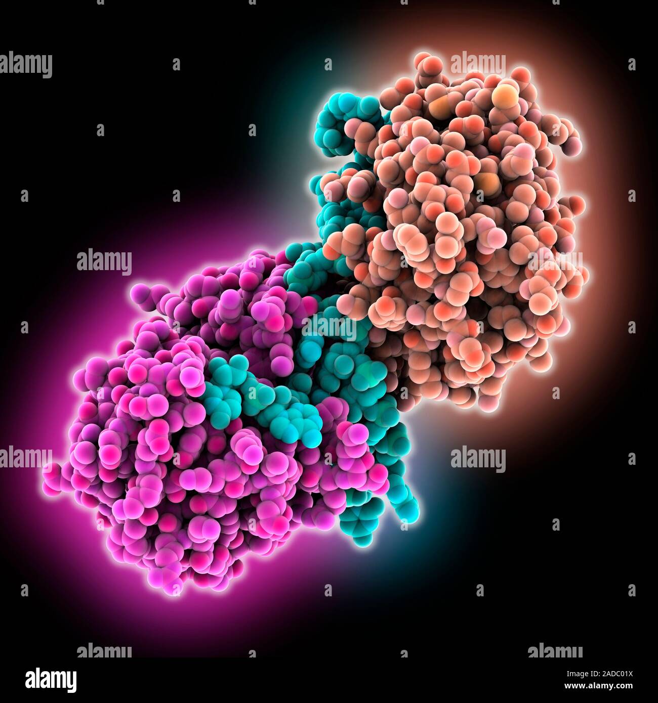 CRISPR Cas6b RNA/DNA (ribonucleic acid/deoxyribonucleic acid) complex ...