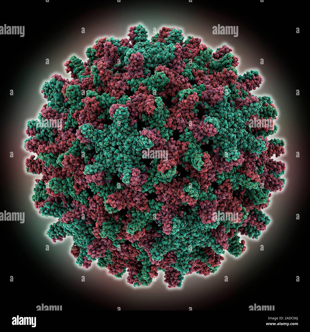 Hepatitis B virus capsid molecule. Computer model showing the structure ...
