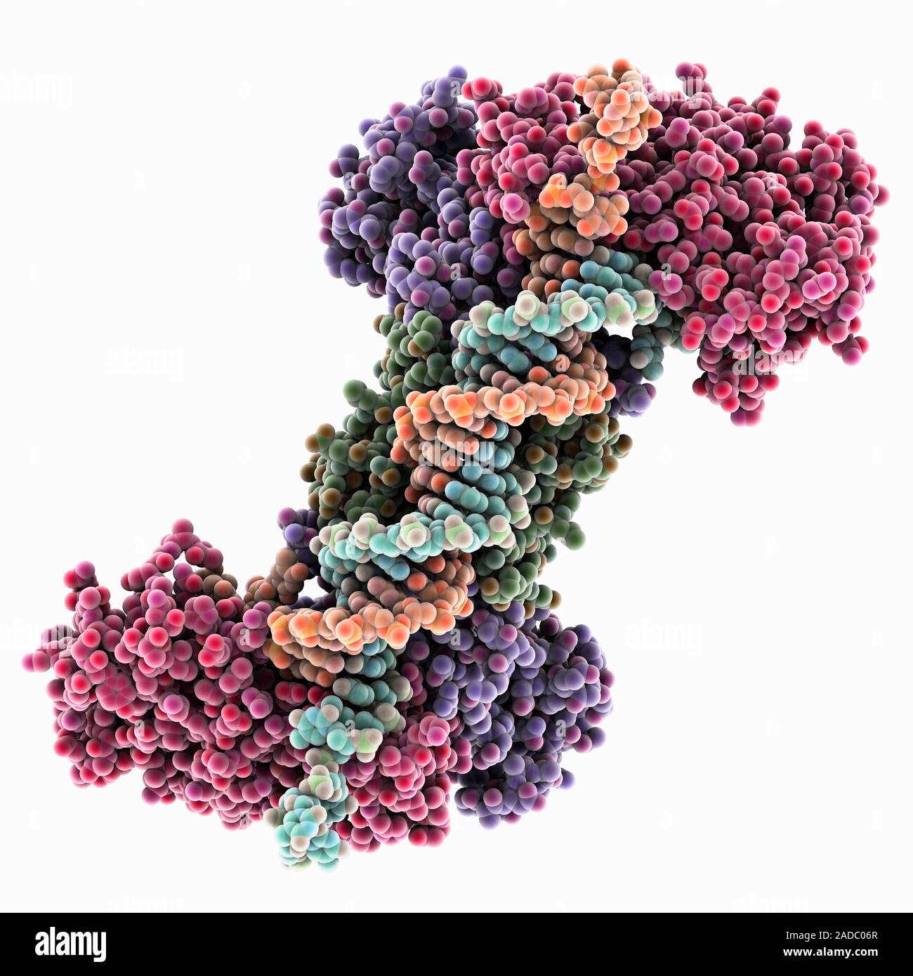 CRISPR Cas1/2 endonuclease complexed with DNA (deoxyribonucleic acid ...