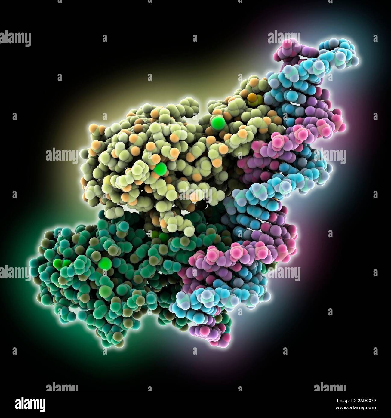 Response regulator PhoP complexed with DNA (deoxyribonucleic acid ...