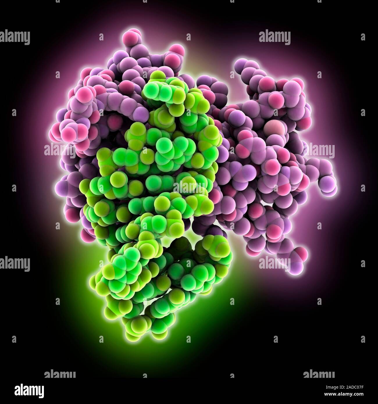 Hexa-loop RNA (ribonucleic acid) roquin complex. Computer model showing the murine hexa-loop RNA (green) complexed with the RNA-binding protein roquin Stock Photo