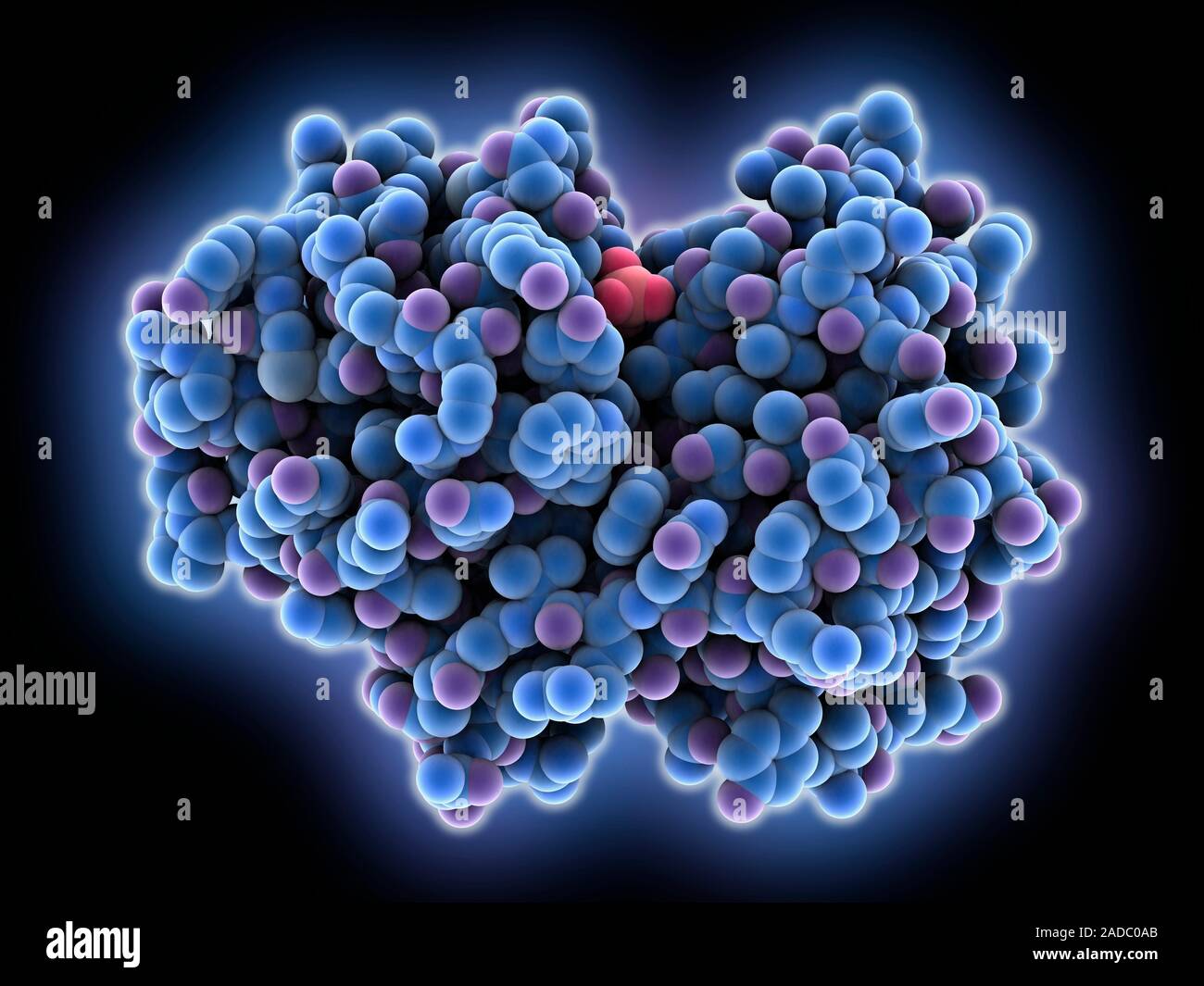 Papain molecule. Computer model showing the structure of the protein
