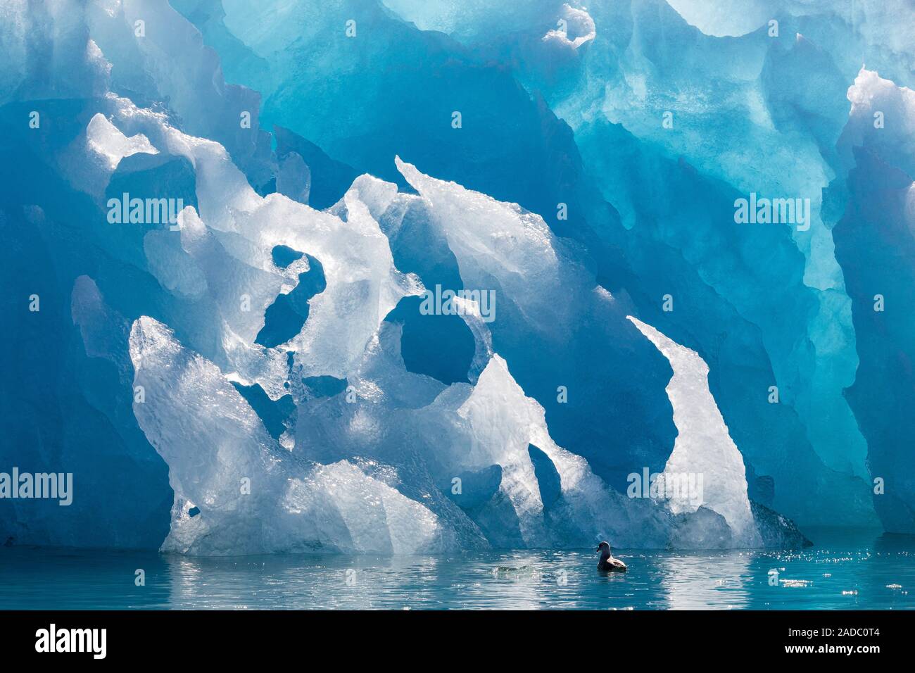 Blue iceberg in front of Monacobreen, a large calving glacier in ...