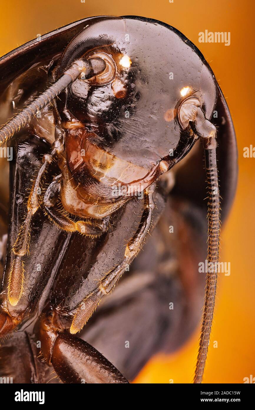 Head of an Oriental cockroach (Blatta orientalis). Stock Photo