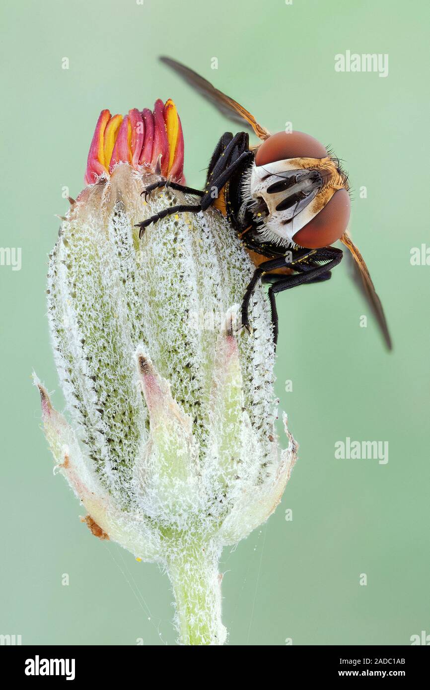 Fly (family Tachinidae) resting on a plant Stock Photo - Alamy