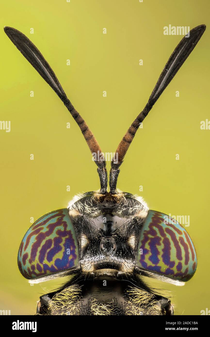 Black soldier fly (Hermetia sp.). Stock Photo