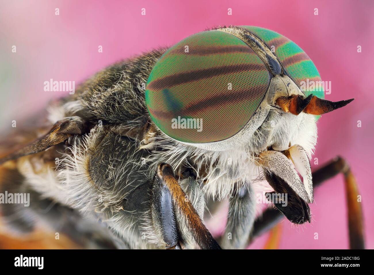 Horse fly (Hybomitra affinis). Female horse flies bite animals, including humans, to obtain