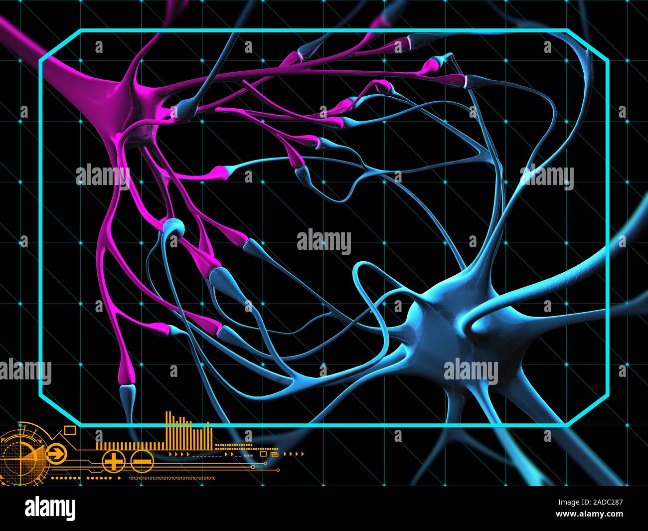 Nerve cells. Computer illustration of two nerve cells, or neurons, (one ...