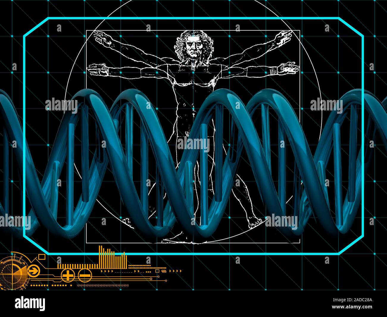 Vitruvian man in DNA (deoxyribonucleic acid) model. Conceptual