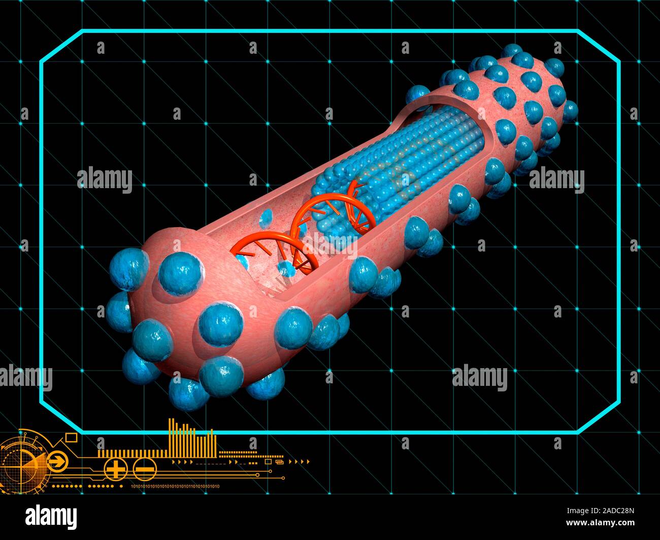 Ebola virus capsid, computer model. Illustration showing the internal ...