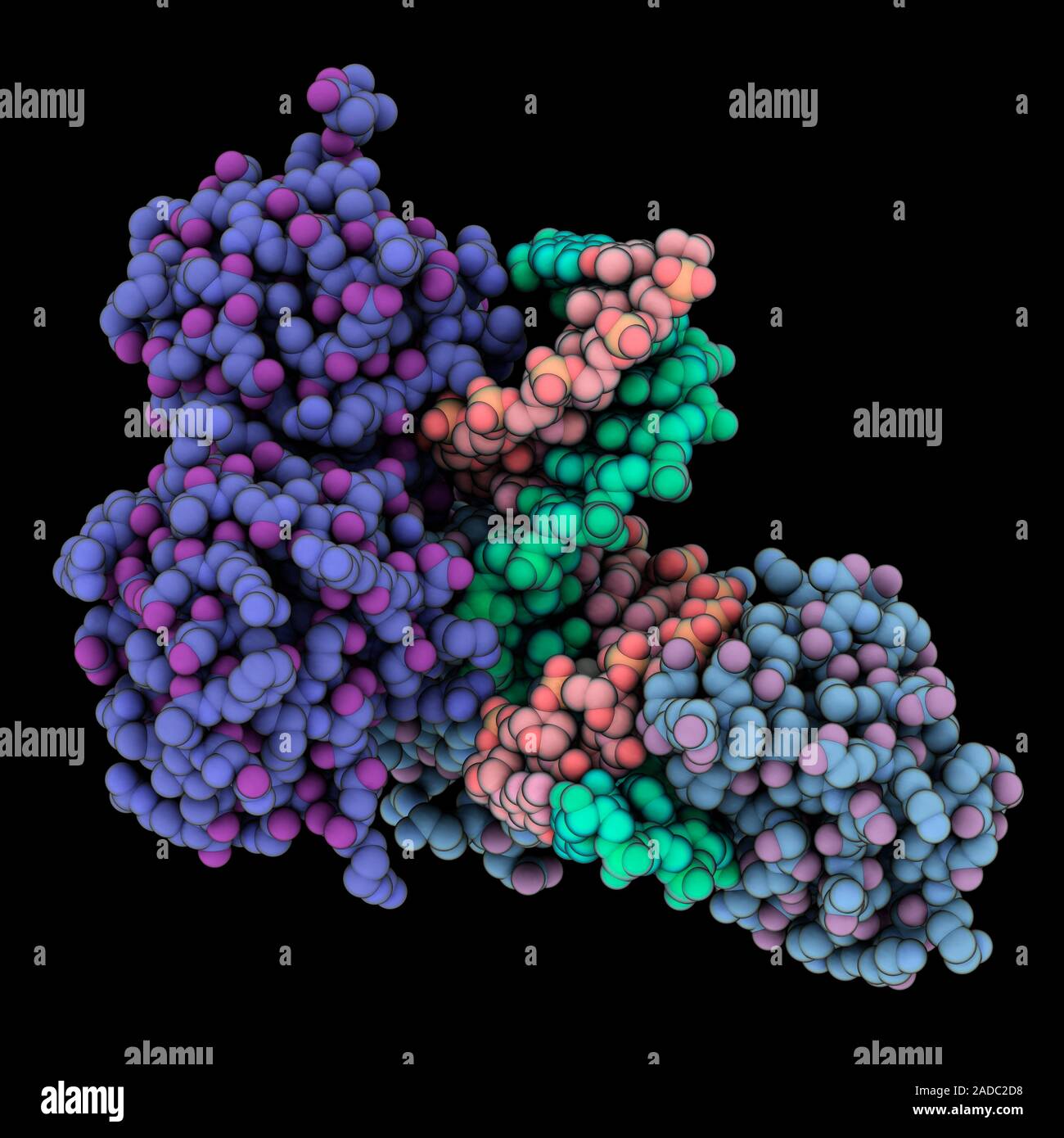 TATAboxbinding protein (TBP) complexed with transcription initiation