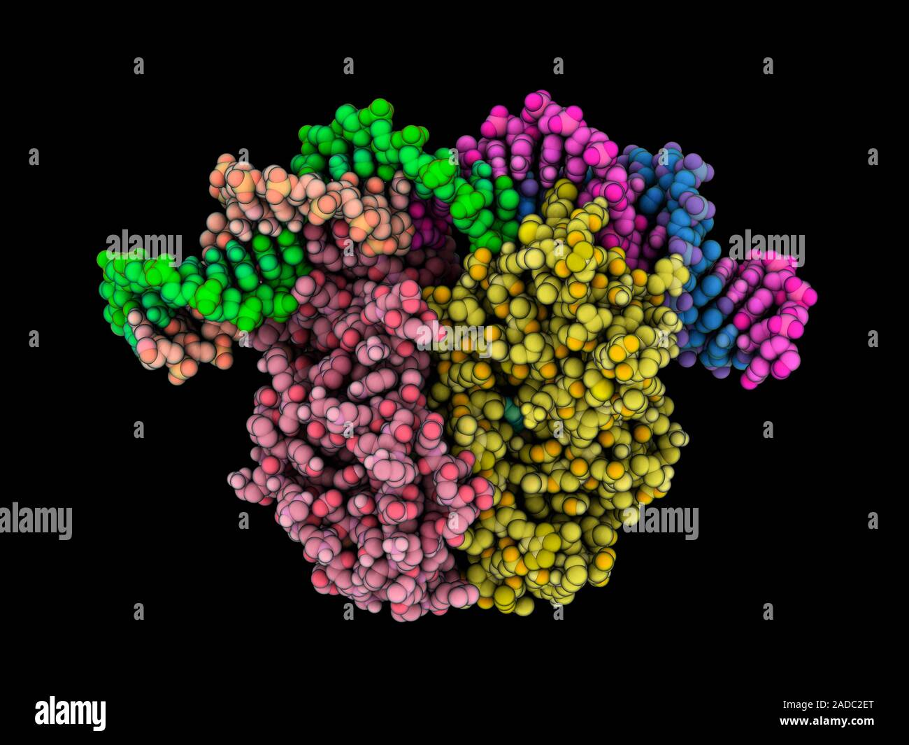 Catabolite gene activator protein (CAP) complexed with DNA