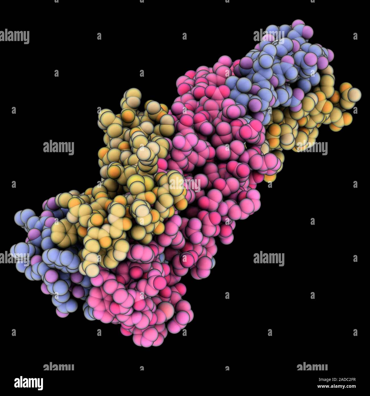 Ebola virus membrane fusion subunit GP2. Computer model showing the ...