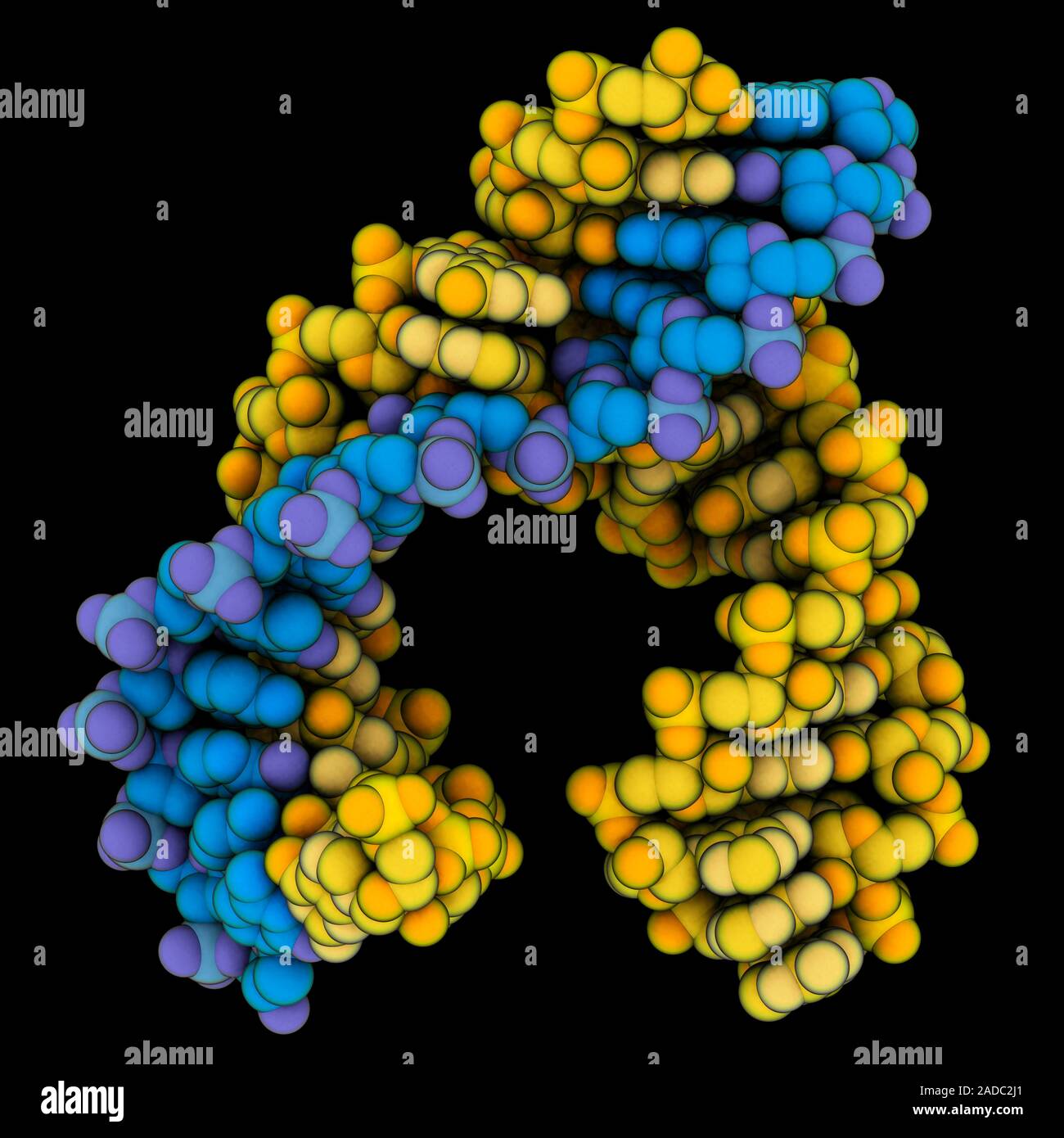 Robozyme Hammerhead ribozyme molecule. Computer model showing the structure of a ...