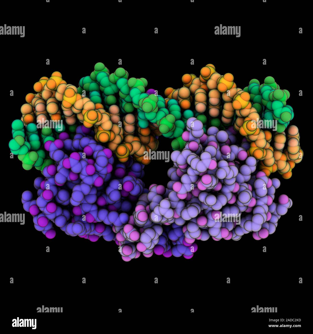 Lambda repressoroperator complex. Computer model showing the structure