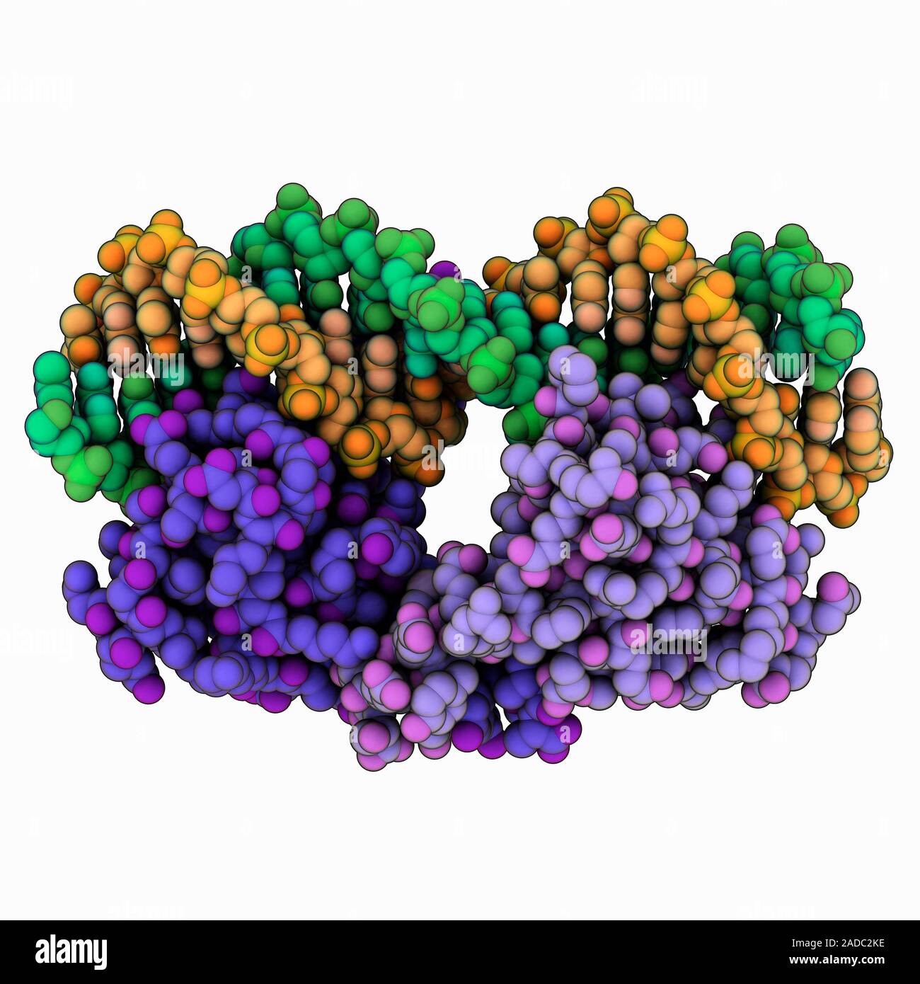 Lambda repressoroperator complex. Computer model showing the structure