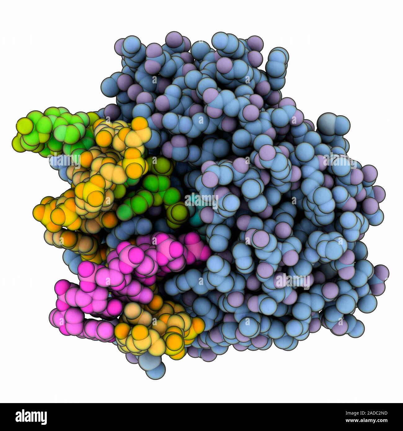 Endonuclease IV complexed with damaged DNA (deoxyribonucleic acid ...